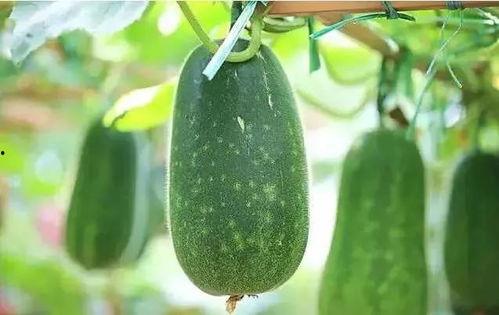 听人说吃瓜,揭秘“吃瓜群众”背后的文化现象