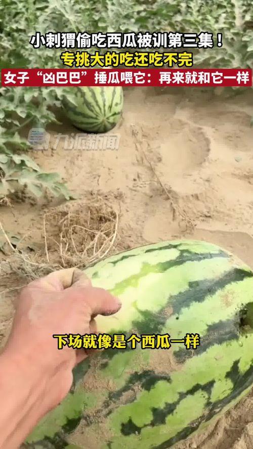 刺猬吃瓜的视频大全,萌态百出视频大全