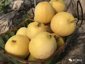 吃瓜行健,揭秘瓜农的辛勤与智慧