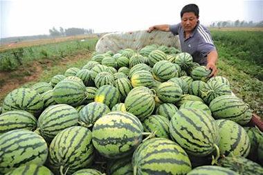 山东高密吃瓜黑料,揭秘吃瓜黑料的背后真相