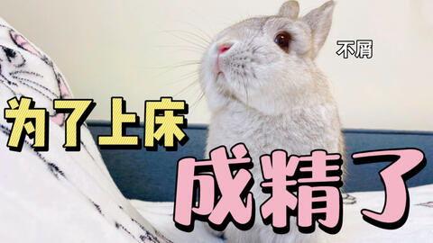 吃瓜的兔子111883,揭秘网络红人的魅力与影响力