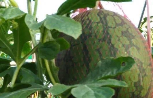 儋州吃瓜群众,吃瓜群众的欢乐时光