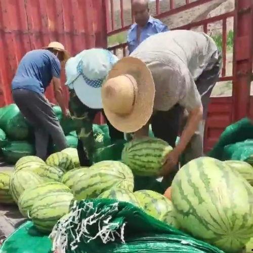 甘肃吃瓜群众,揭秘当地特色美食背后的故事