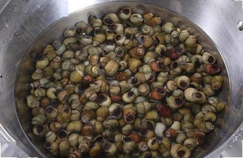 瓜吃田螺,探寻田园生活的美味奥秘