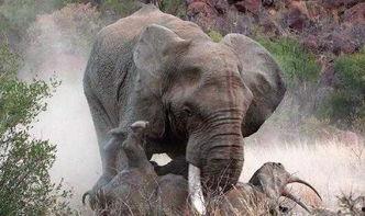 大象vs犀牛吃瓜,一场吃瓜大赛的趣味对决