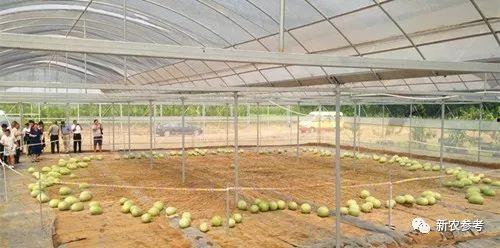 史丹利吃瓜种地