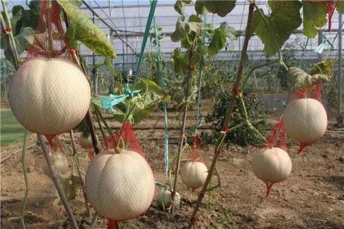 可以吃瓜的地方,全国各大吃瓜好去处大盘点