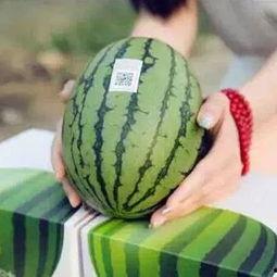 喜欢看吃瓜,一场场吃瓜盛宴背后的真相