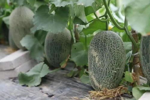 最容易吃瓜的地方,最容易吃瓜的五大热点事件