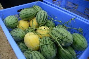 吃瓜群免费最新,带你走进神秘的网络世界