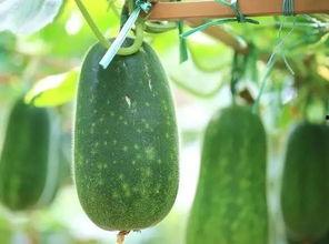 吃瓜吃了好多,一网打尽那些年我们吃过的瓜