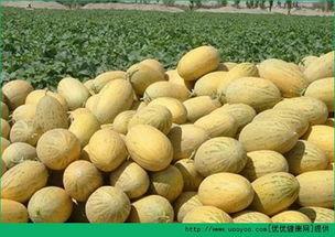 哈密瓜大枣一起吃可以吗