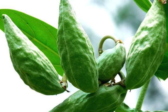 吃角瓜反胃,揭秘角瓜食用后的不适现象