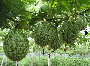 狗男女吃吊瓜,狗男女的吊瓜奇遇记