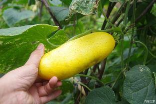 西班牙也不忘吃瓜,瓜界新宠，美食文化再升级