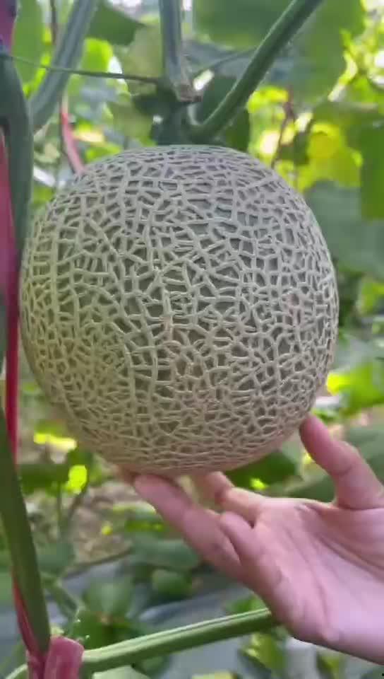 蜜瓜应该怎么吃,解锁夏日清新美味