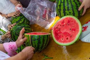 河北最新吃瓜视频,揭秘幕后真相，带你领略网络热点背后的故事