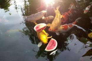 锦鲤吃瓜的视频,萌宠美食瞬间，萌态十足！