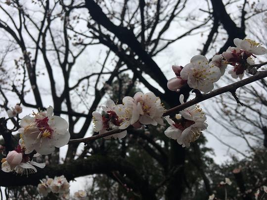 樱花吃瓜基地,揭秘网络红人的幕后乐园