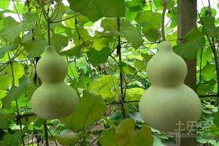 孕妇梦见吃葫芦瓜,葫芦瓜的寓意与启示